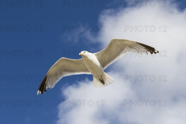 European herring gull (Larus argentatus)