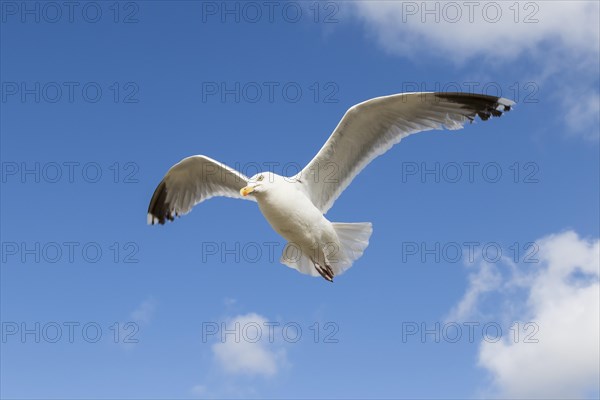 European herring gull (Larus argentatus)