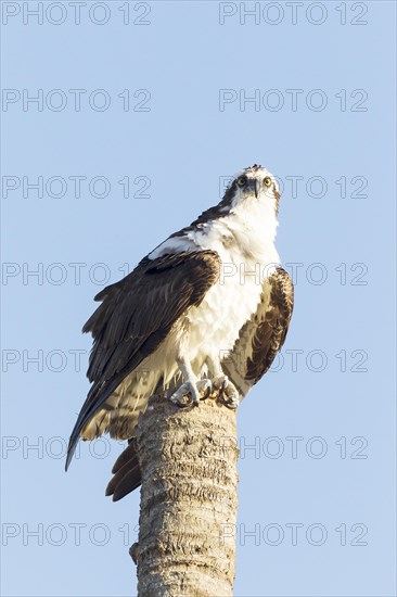 Osprey (Pandion haliaetus carolinensis) perched on palm trunk