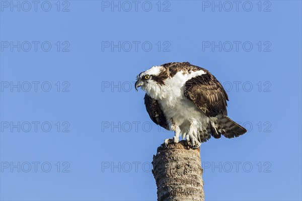 Osprey (Pandion haliaetus carolinensis) perched on palm trunk