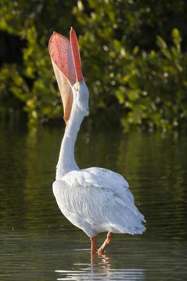 American white pelican (Pelecanus erythrorhynchos) with open beak