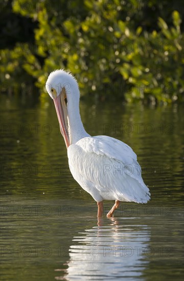 American white pelican (Pelecanus erythrorhynchos) preening feathers