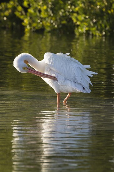 American white pelican (Pelecanus erythrorhynchos) preening feathers