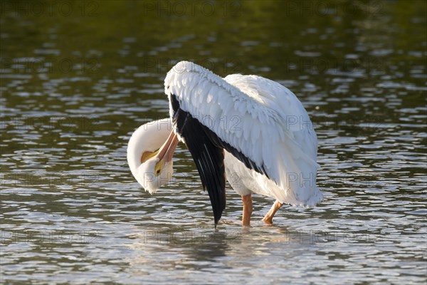 American white pelican (Pelecanus erythrorhynchos) preening feathers