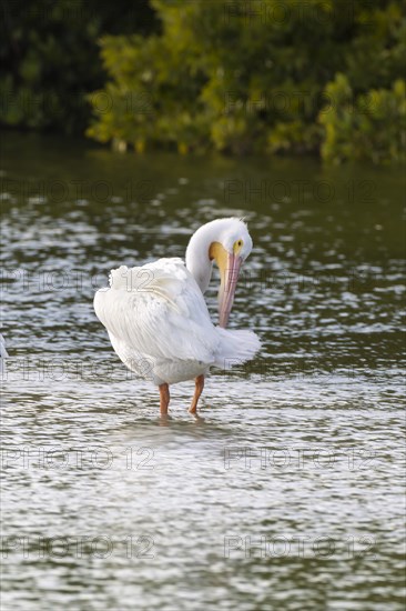 American white pelican (Pelecanus erythrorhynchos) preening feathers