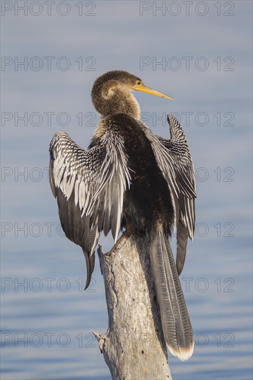 Anhinga (Anhinga anhinga) drying its wings