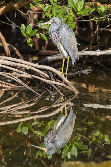 Tricolored heron (Egretta tricolor)