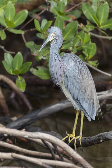 Tricolored heron (Egretta tricolor) by the water