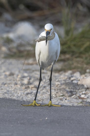 Snowy egret (egretta thula) with preyed shrimp