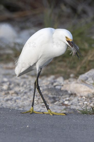 Snowy egret (egretta thula) with preyed shrimp