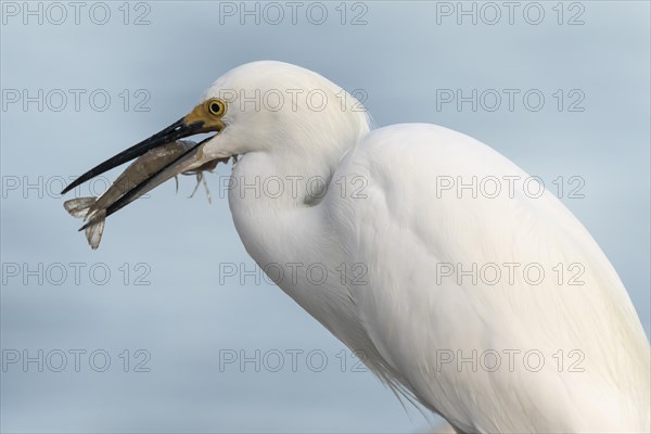 Snowy egret (egretta thula) with preyed shrimp