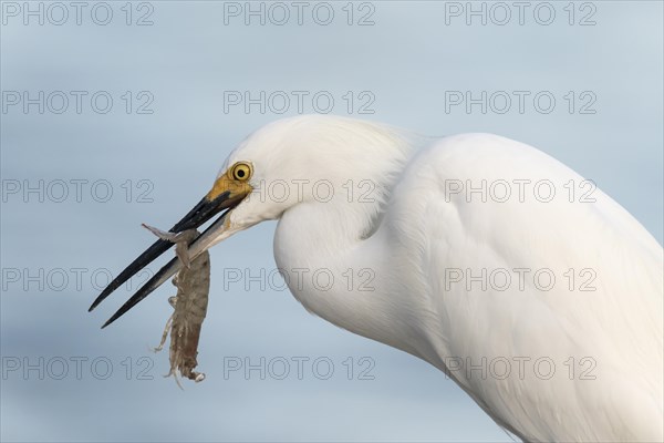 Snowy egret (egretta thula) with preyed shrimp