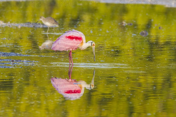 Roseate spoonbill (Ajaia ajaja)