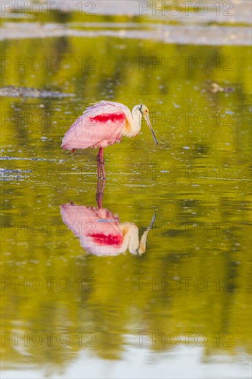 Roseate spoonbill (Ajaia ajaja)