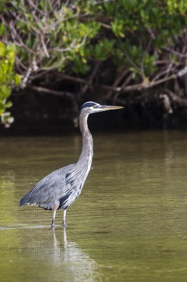 Grey heron (Ardea cinerea) standing in water