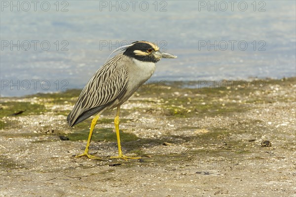 Yellow-crowned night heron (Nycticorax violaceus)