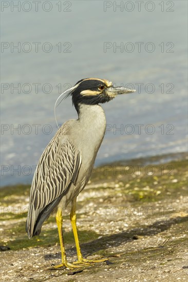 Yellow-crowned night heron (Nycticorax violaceus)