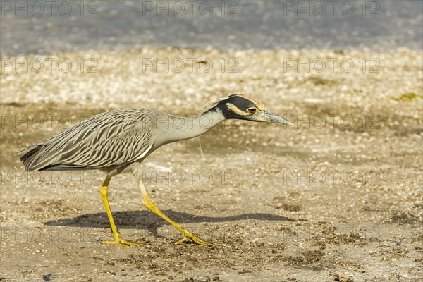 Yellow-crowned night heron (Nycticorax violaceus)