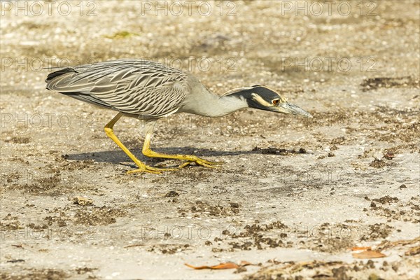 Yellow-crowned night heron (Nycticorax violaceus)