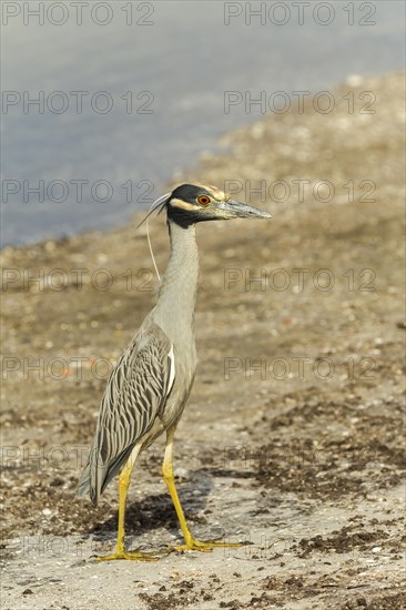 Yellow-crowned night heron (Nycticorax violaceus)