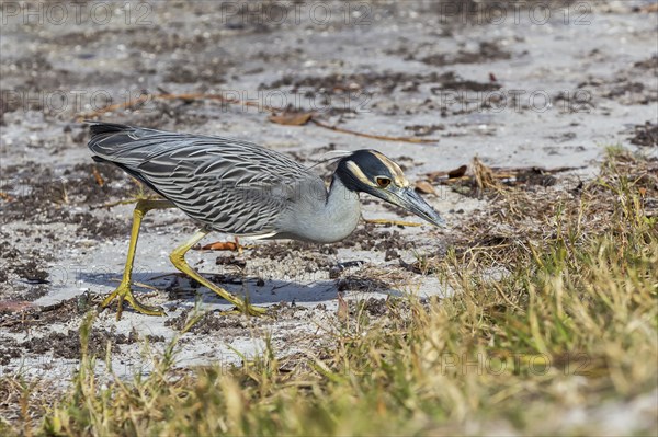 Yellow-crowned night heron (Nycticorax violaceus)