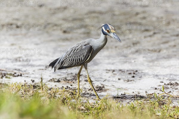 Yellow-crowned night heron (Nycticorax violaceus)