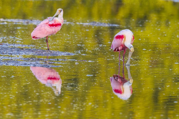 Roseate spoonbills (Ajaia ajaja)