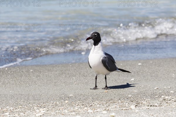 Laughing gull (Larus atricilla)