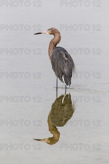 Reddish egret (Egretta rufescens) standing in water