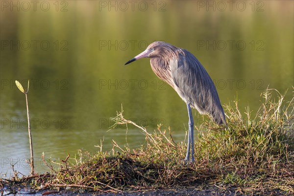 Reddish egret (Egretta rufescens)