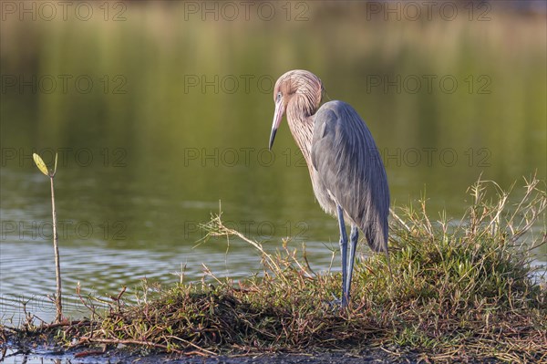 Reddish egret (Egretta rufescens)