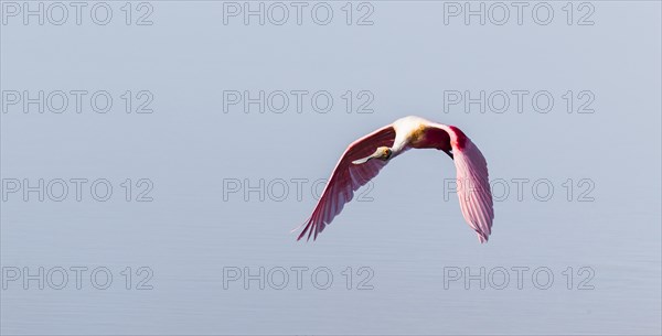 Roseate Spoonbill (Ajaia ajaja)