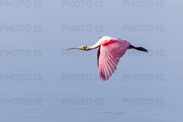 Roseate Spoonbill (Ajaia ajaja)