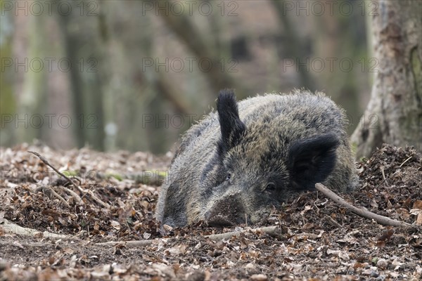 Wild boar (Sus scrofa) lying