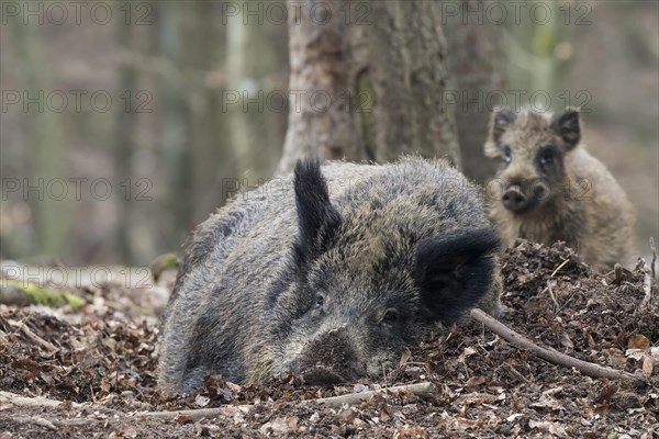 Wild boar (Sus scrofa) lying