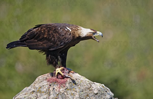 Spanish imperial eagle (Aquila adalberti)