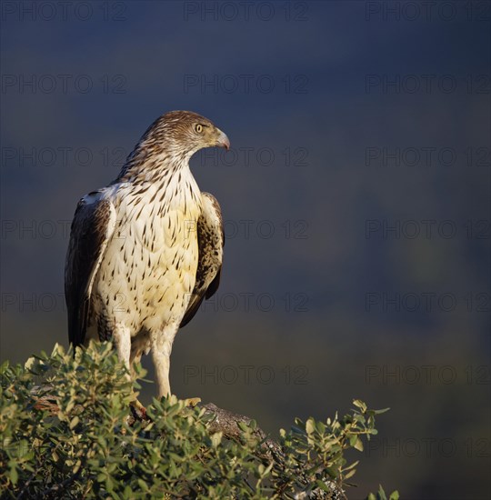 Bonelli's eagle (Aquila fasciata) sitting on tree and looking out