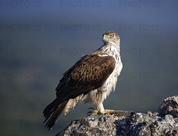 Bonelli's eagle (Aquila fasciata) looking for rocks