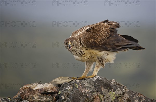 Bonelli's eagle (Aquila fasciata)