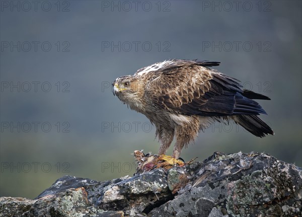 Bonelli's eagle (Aquila fasciata)