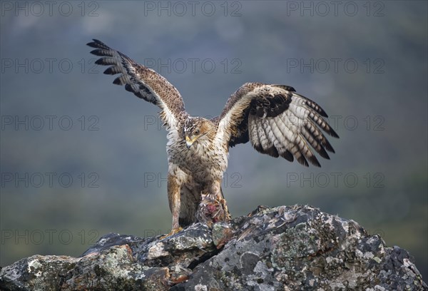 Bonelli's eagle (Aquila fasciata)