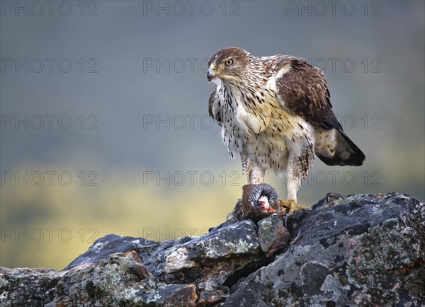 Bonelli's eagle (Aquila fasciata)