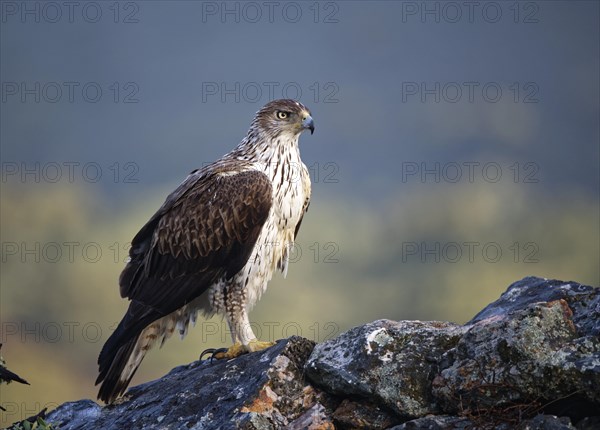 Bonelli's eagle (Aquila fasciata) looking for rocks