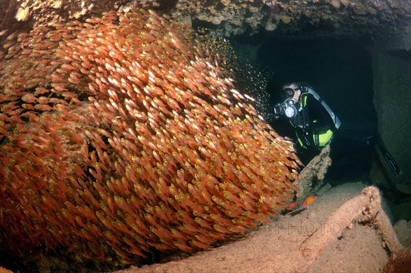 Diver with a swarm of Glassy Sweepers