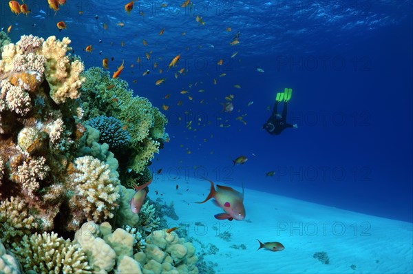 Freediver diving at coral reef