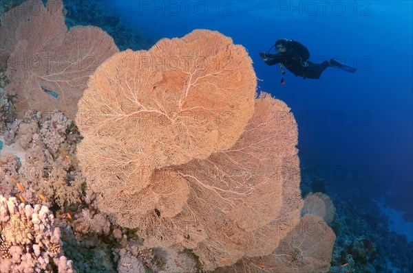 Diver looking at Venus Sea Fan