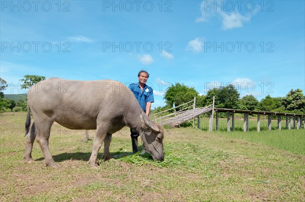 Thai farmer feeding grass to a Water Buffalo or domestic Asian Water BuffaloÂ