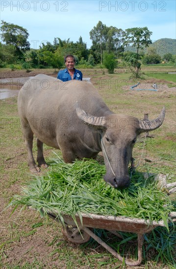 Thai farmer feeding grass to a Water Buffalo or domestic Asian Water BuffaloÂ