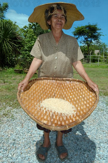 An elderly Thai woman cleaning rice grains