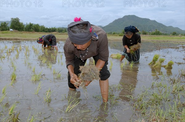 Tai Dam peasants planting rice seedlings